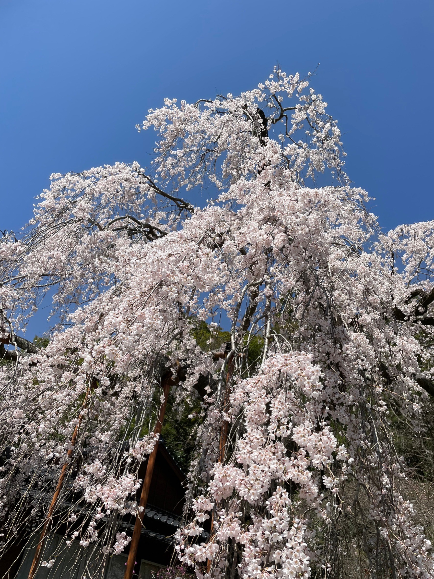 4月の定休日のお知らせ